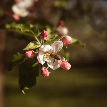 Homestay Primushaeusl Gaestehaus