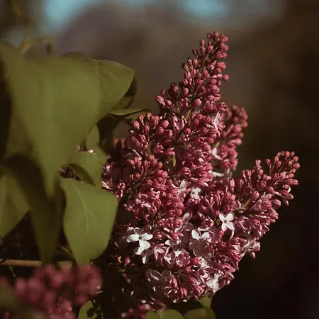 Primushaeusl Gaestehaus Strobl