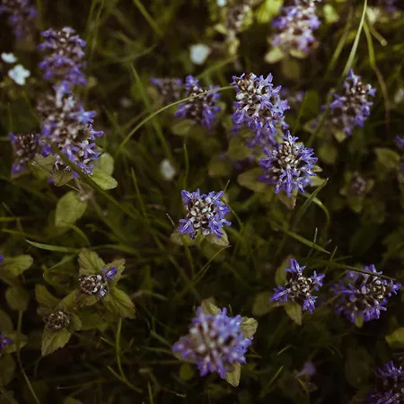 Primushaeusl Gaestehaus *