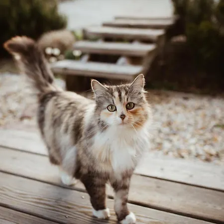 Primushaeusl Gaestehaus Homestay *