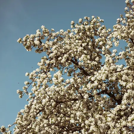 Primushaeusl Gaestehaus Homestay *