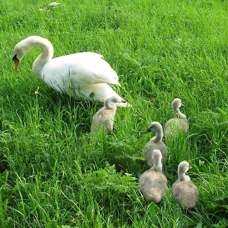 Homestay Primushaeusl Gaestehaus Strobl