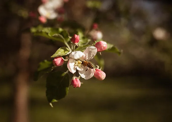 בית אירוח Primushaeusl Gaestehaus