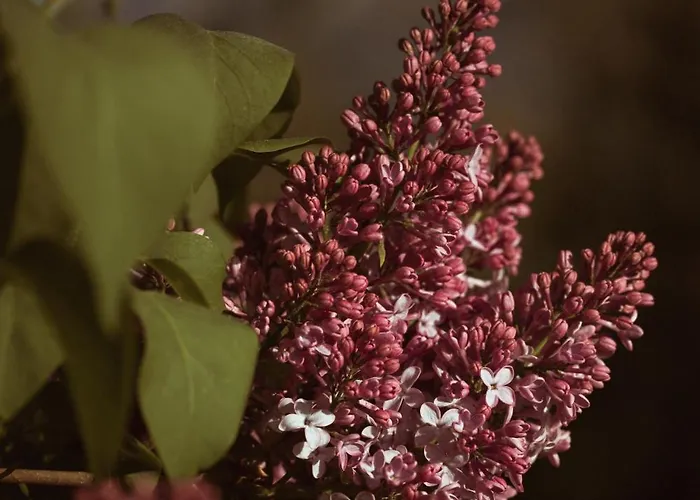 Primushaeusl Gaestehaus שטרובל