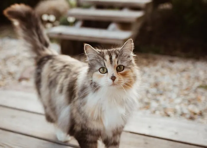 Primushaeusl Gaestehaus בית אירוח *