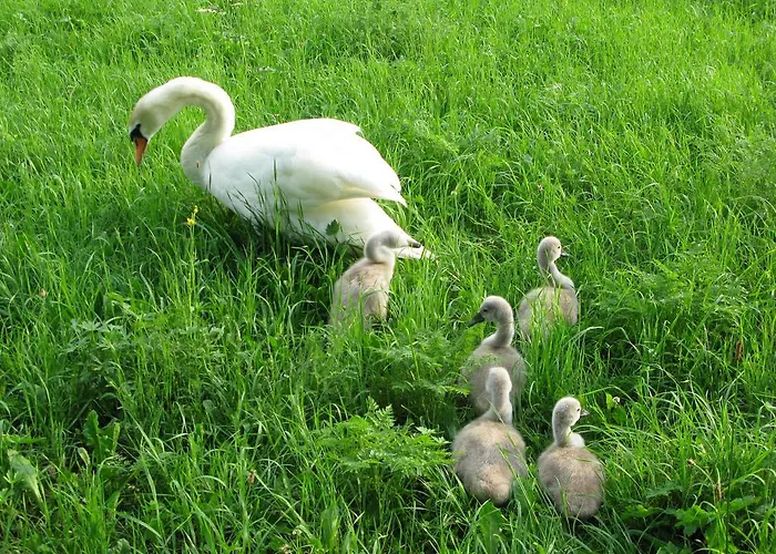 בית אירוח Primushaeusl Gaestehaus שטרובל